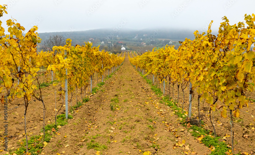 Grape valley vineyard at fall countryside village foliage