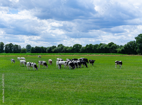 Große Herde Rinder auf einer grünen Wiese im Frühjahr.