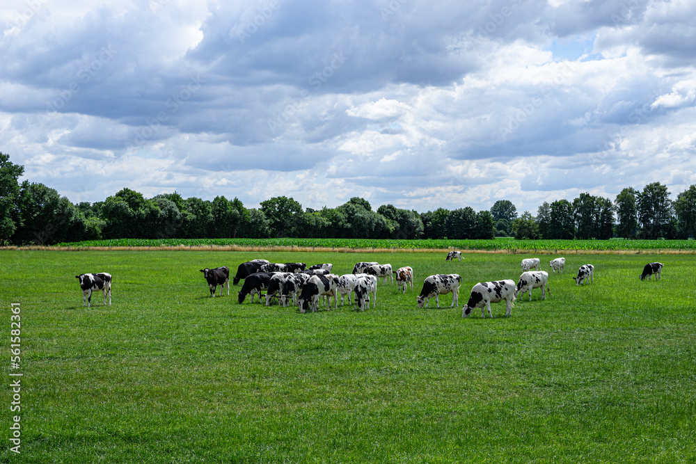 Große Herde Rinder auf einer grünen Wiese im Frühjahr. Große Herde Rinder auf einer grünen Wiese im Frühjahr.
