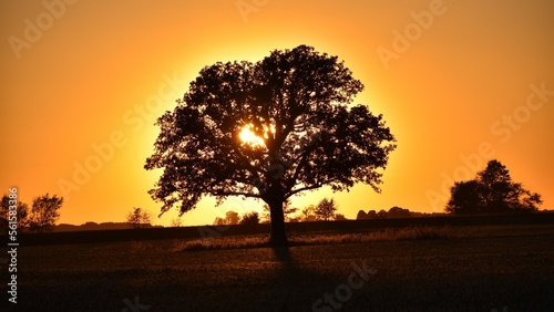 Golden Sunset behind the tree