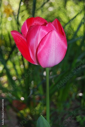 tulipe apr  s l hiver 