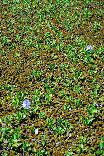 aquatic plants in still water
