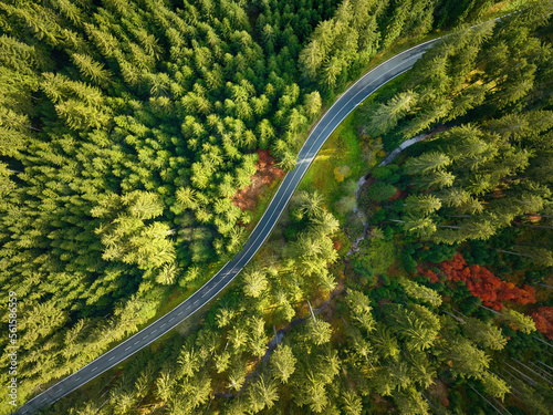 Colourful, green, yellow and orange trees, autumn, spruce forest from above with winding road. 