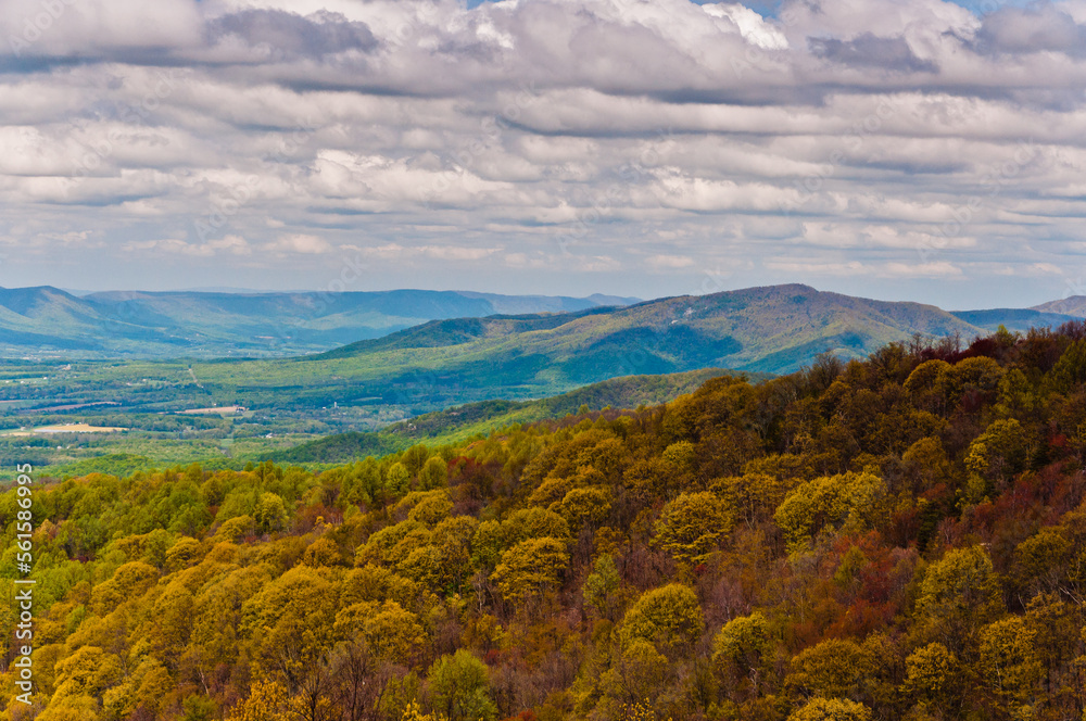 Naklejka premium Its Springtime in Shenandoah National Park, Virginia USA, Virginia