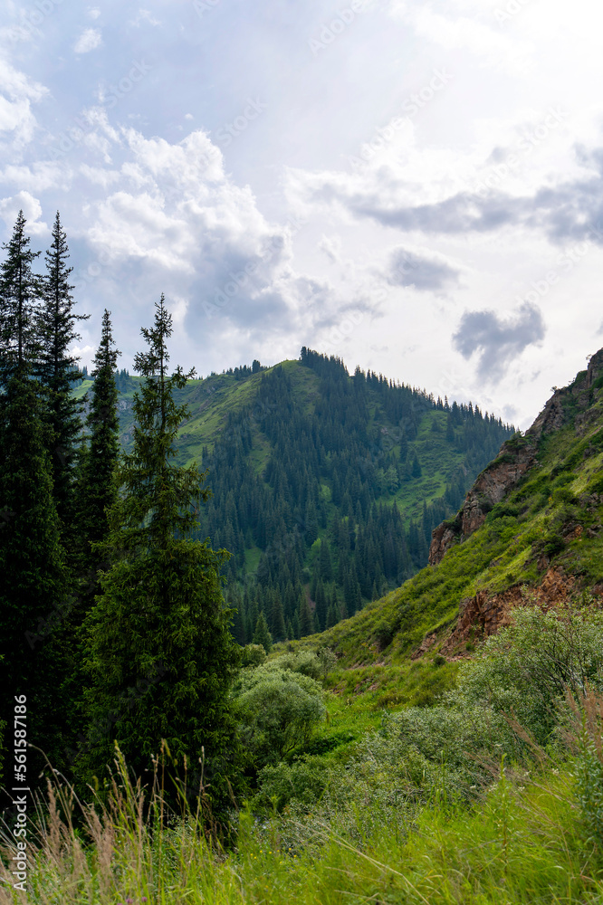 High mountains covered with spruce forest and green grass near Almaty city, Kazakhstan