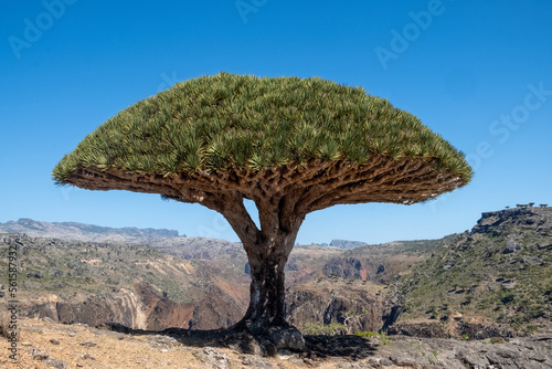 Dragon's Blood Tree in front of a canyon