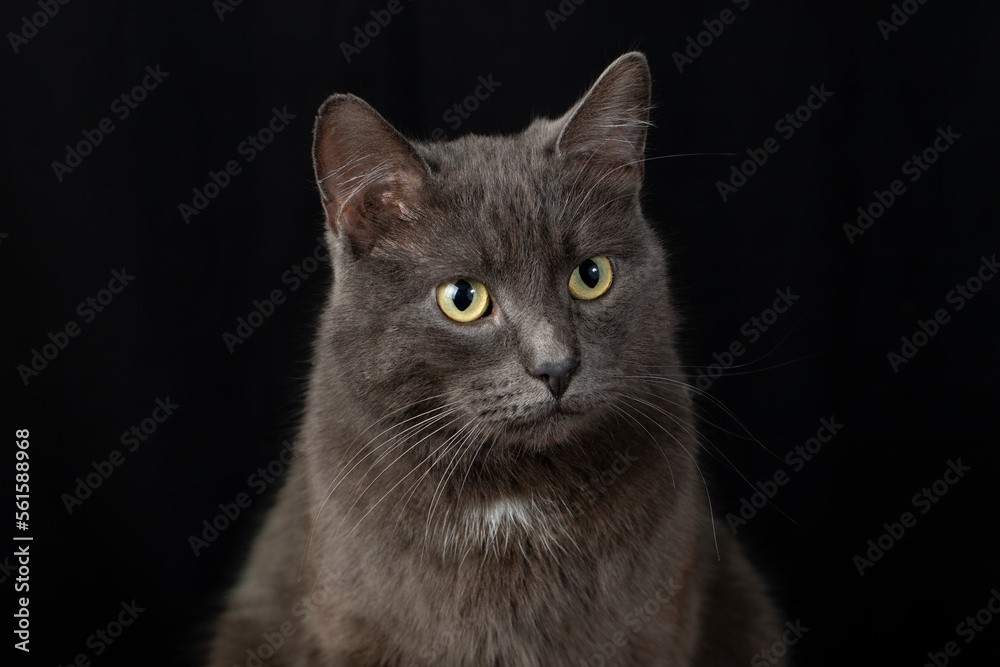 A serious and judgmental black cat on a black background.Studio photography.