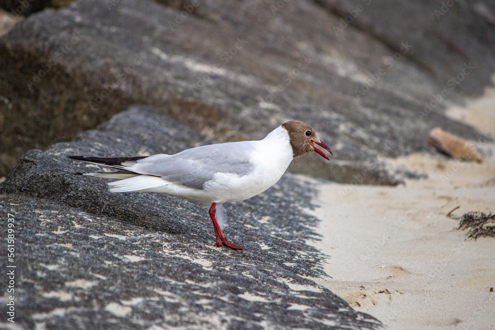 Fototapeta premium Mouette rieuse
