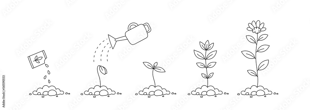 Plant growth stages. Seedling development stage. Vector contour line. Editable stroke.