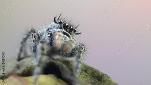 Jumping spider (Phidippus regius) front view, the spider is resting, moving its front limbs (pedipalps). photo