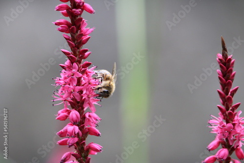 abeille 