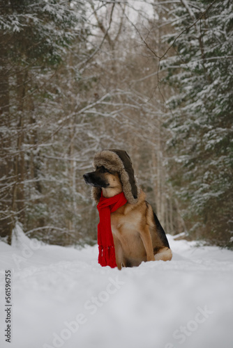 Concept of pet looks like person. Dog wrapped in warm red knitted scarf, sitting in snow in park. German shepherd in fluffy hat with earflaps on walk. Pets in winter. Russian rustic style.