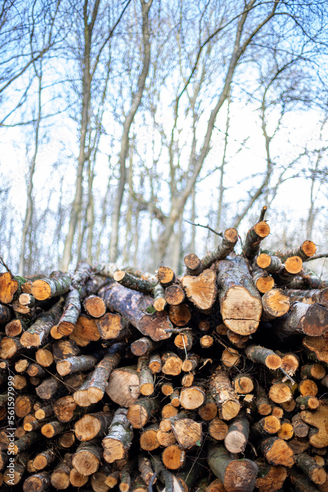 stack of wood