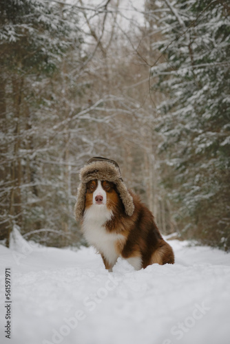 Concept of pet looks like person. Serious brown Australian Shepherd dog on walk in winter forest. Russian rustic style. Dog wears fluffy hat with earflaps and sits in snow in park. © Ekaterina