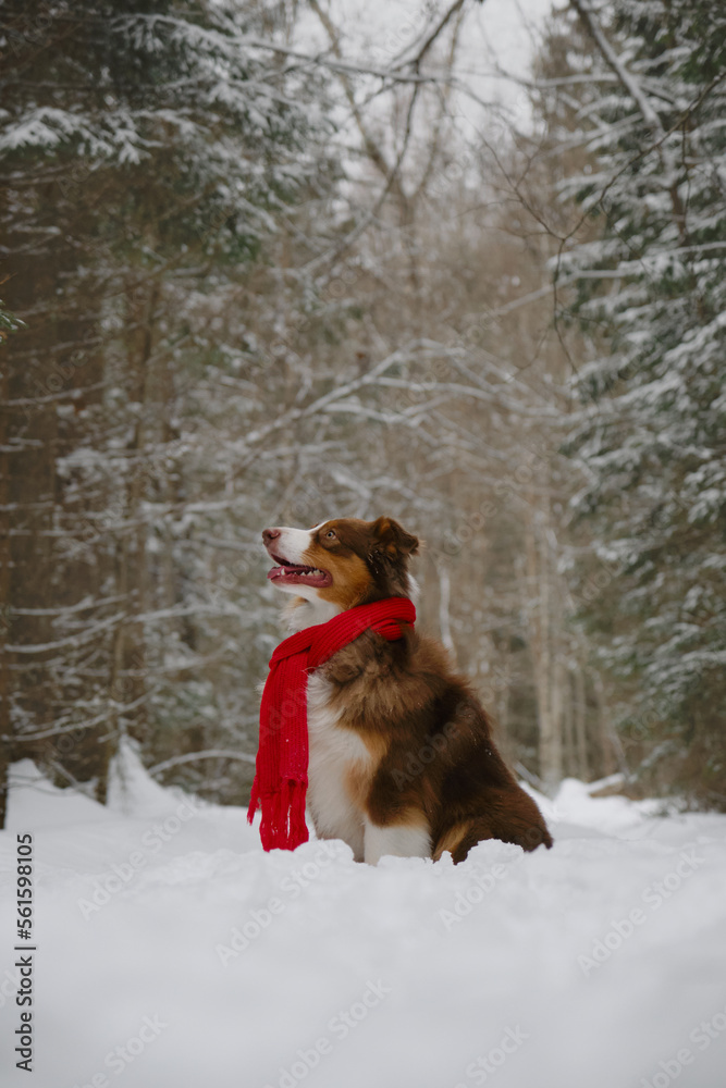 Taking care of pets in winter. Concept of pet looks like person. Dog wrapped in warm red knitted scarf, sitting in snow in park. Happy brown Australian Shepherd on walk. Full-length portrait profile.