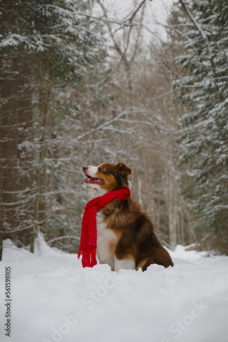 Taking care of pets in winter. Concept of pet looks like person. Dog wrapped in warm red knitted scarf, sitting in snow in park. Happy brown Australian Shepherd on walk. Full-length portrait profile.