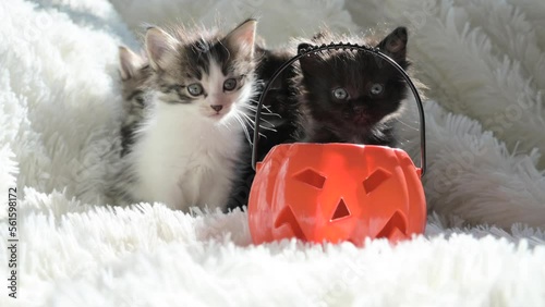 Halloween cats. Little black kittens with a pumpkin for the Halloween holiday. On a light background. Cute pets puppies on a light background.4k