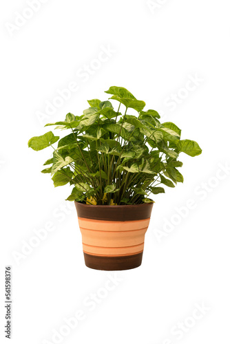 Cut out chinese money plant in a pot, home decoration isolated