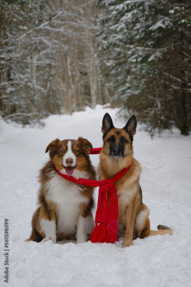 Concept pets look like people. Australian and German Shepherd best friends. Taking care of pets in winter. Two dogs wrapped in warm red knitted scarf, sitting in snow in park nearby.