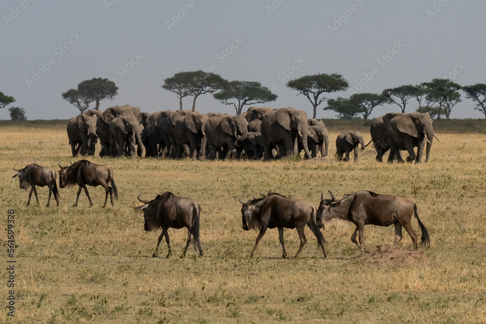 Gnu and Elephants in Tanzania Gnu and Elephants in Tanzania