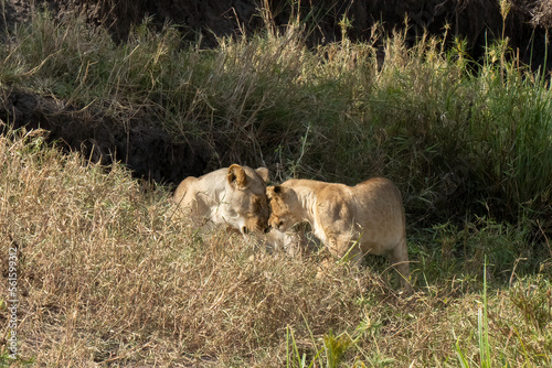 Lionesses and a Cub in Tanzania
