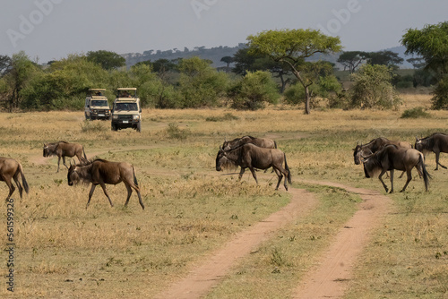 Safari in Tanzania - Wildebeest Crossing © Moshe Einhorn