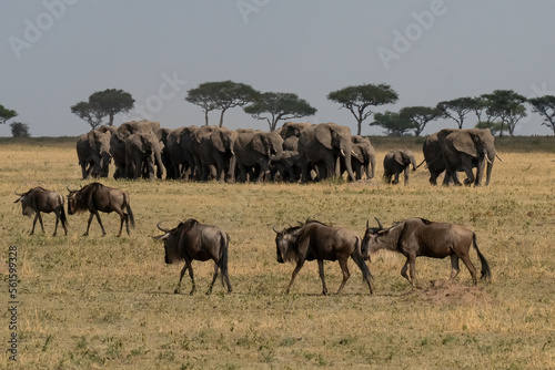 Gnu and Elephants in Tanzania