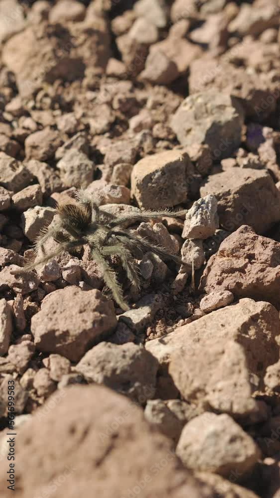 Vertical Video Tarantula Walking in Slow Motion Vertical Video Tarantula Walking in Slow Motion