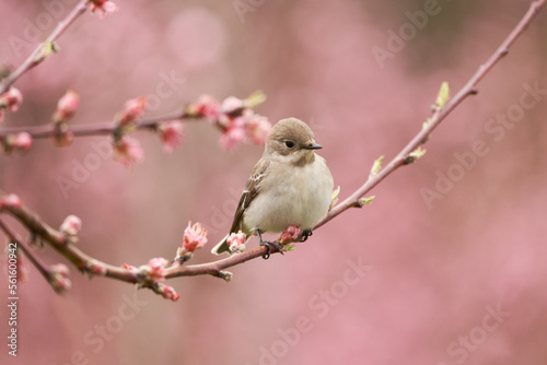 A peach orchard in bloom. On the branch of a tree with pink buds sits a cute gray bird. © ROMAN DZIUBALO