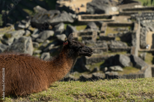 Alpaca Machu Picchu Peru Landscape
