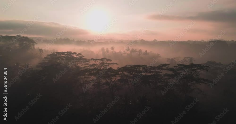 Misty morning in jungles. Beautiful sunrise and fog. Aerial view, drone footage Misty morning in jungles. Beautiful sunrise and fog. Aerial view, drone footage