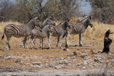 Burchell's Zebra (Equus burchellii) in Etosha National Park, Namibia