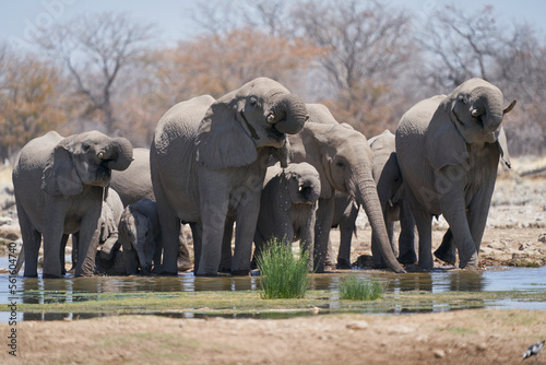 Group of African Elephant  Loxodonta africana  at a waterhole in Etosha National Park  Namibia