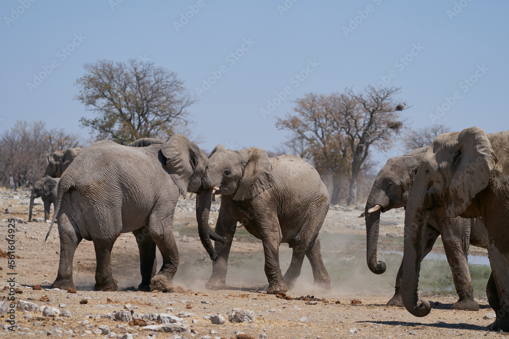 Fototapeta premium African Elephant (Loxodonta africana) sparring against each other at a waterhole in Etosha National Park, Namibia