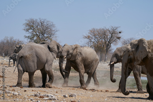 African Elephant (Loxodonta africana) sparring against each other at a waterhole in Etosha National Park, Namibia