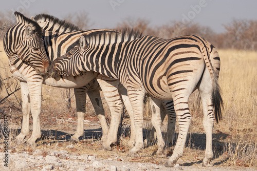 Burchell's Zebra (Equus burchellii) in Etosha National Park, Namibia © JeremyRichards