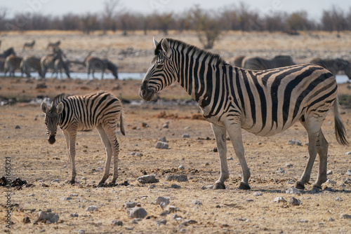 Burchell s Zebra  Equus burchellii  at a waterhole in Etosha National Park  Namibia