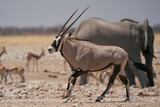 Gemsbok (Oryx gazella) at a waterhole crowded with elephant and other animals in Etosha National Park, Namibia 