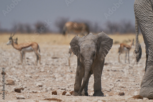 Young African Elephant (Loxodonta africana) playing at a waterhole in Etosha National Park, Namibia