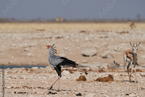 Secretarybird (Sagittarius serpentarius) walking across arid ground at a waterhole in Etosha National Park, Namibia photo