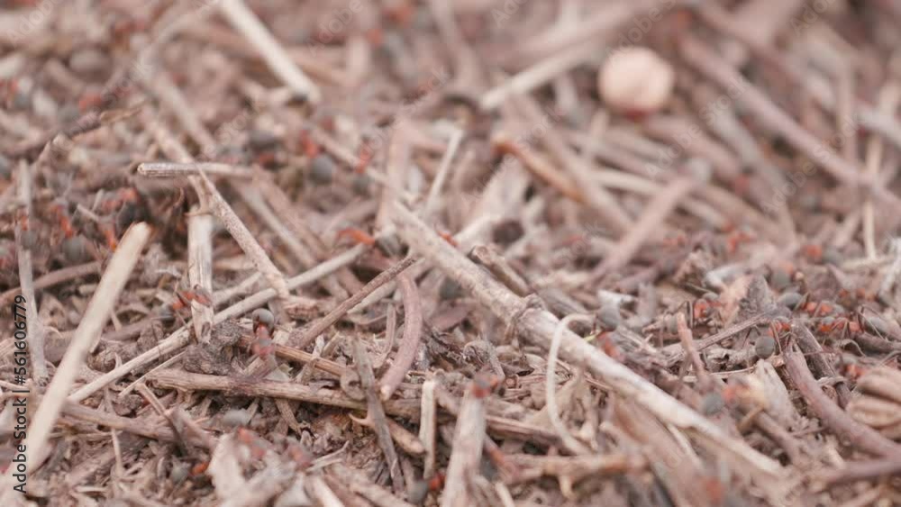 Big anthill in the straws. Ants on the ant hill in the woods closeup, macro. Big anthill with colony of ants in summer forest. They mooving sticks and building their house Big anthill in the straws. Ants on the ant hill in the woods closeup, macro. Big anthill with colony of ants in summer forest. They mooving sticks and building their house