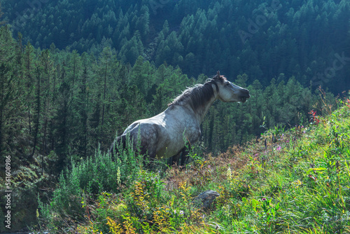 A gray horse grazes in the mountains. Wild nature of Altai Republic.