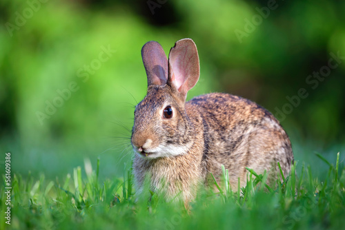 Grey small hare eating grass on summer field. Wild rabbit in nature © bilanol