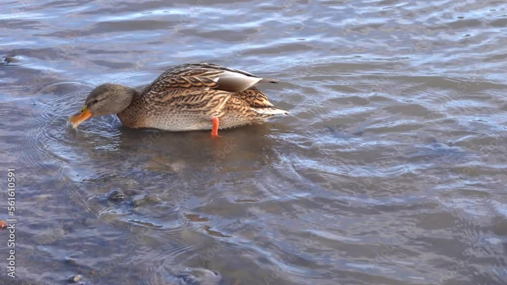 A mallard feeds on the surface of a lake in winter