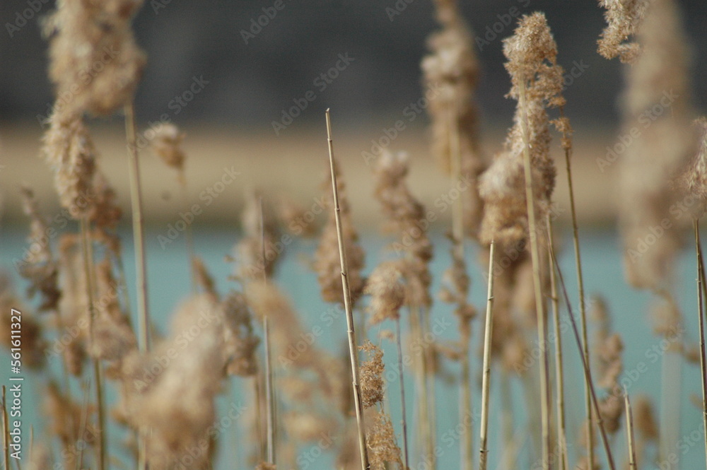 Fototapeta premium Pflanze