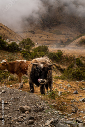 Bull cow near Humantay Lake, Salkantay Pass, Peru