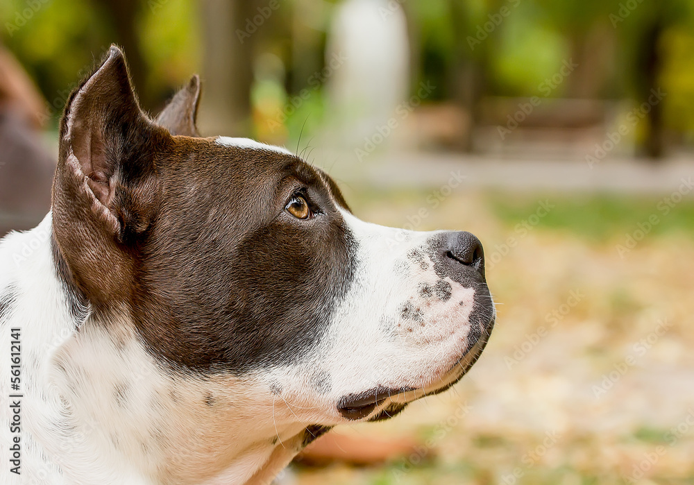 Portrait of a beautiful Staffordshire Terrier on a clear day.