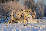 spotted appaloosa horse walks in a field next to a forest in winter