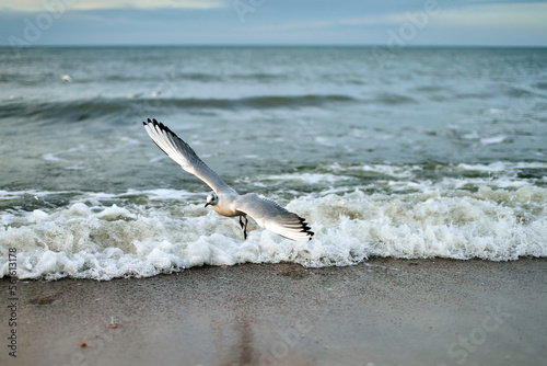Seagulls fly on the Baltic Sea in winter. Catching food for the summer.