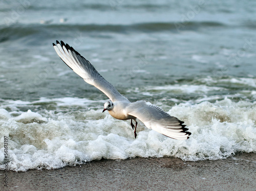 Seagulls fly on the Baltic Sea in winter. Catching food for the summer.